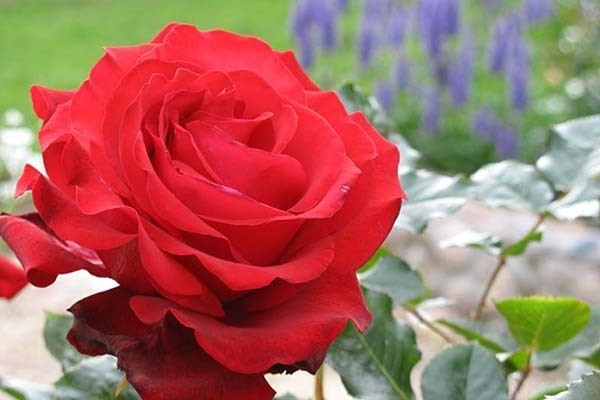 red roses photo