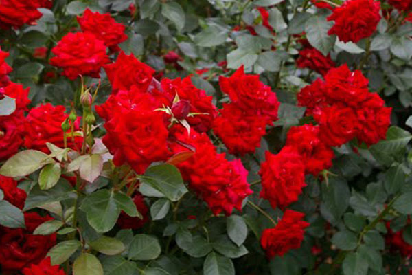 red roses photo