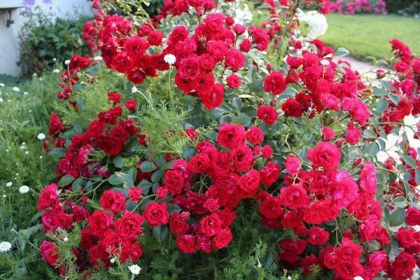 red roses photo