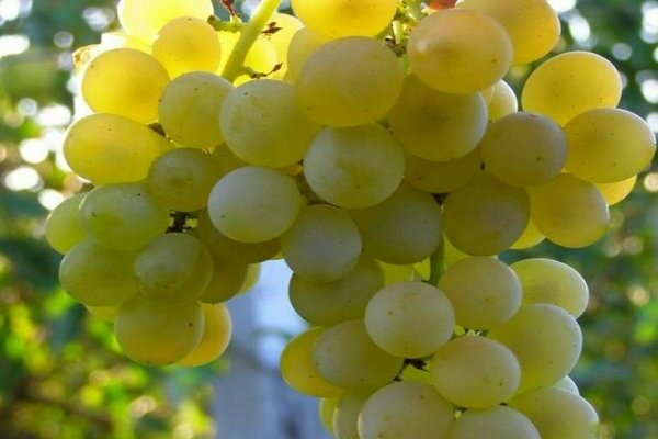 white grape varieties