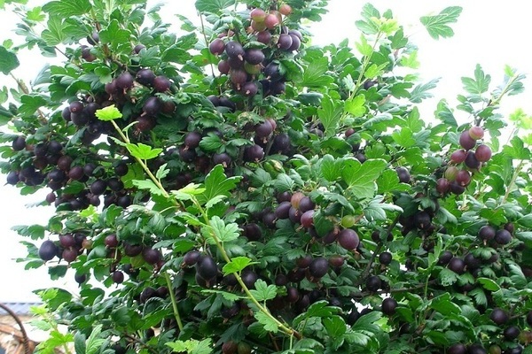 gooseberry prune