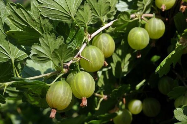 Ural gooseberry