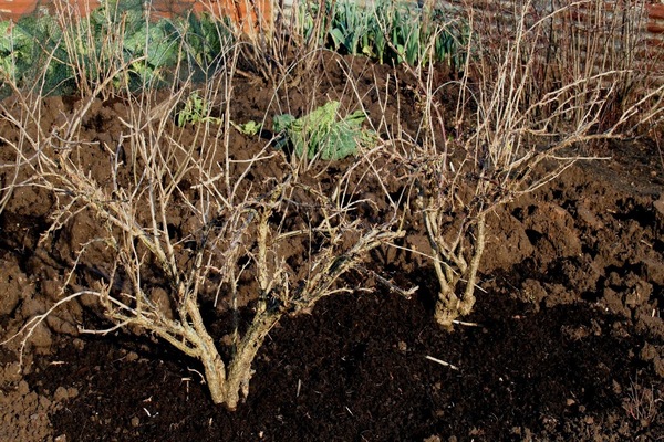 Top-Dressing Stachelbeeren