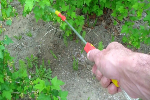 Top-Dressing Stachelbeeren