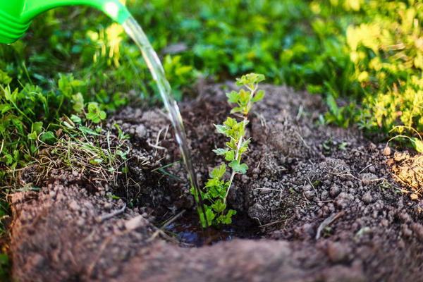 gooseberry transplant