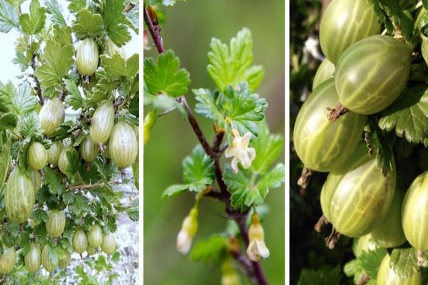 iba't ibang mga gooseberry na berdeng ulan