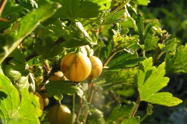 gooseberry english dilaw