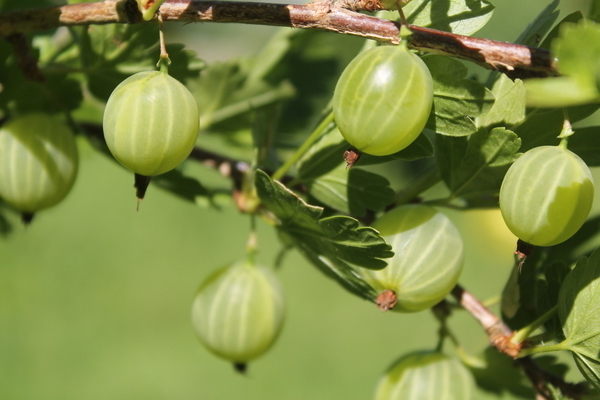 Mga pagsusuri sa Finnish gooseberry