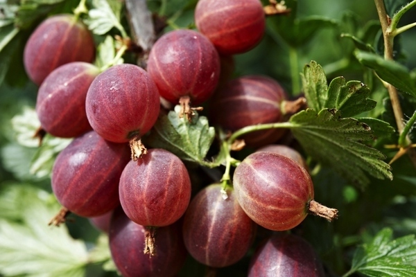 gooseberry finnish photo