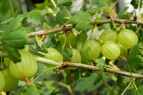 Finnish gooseberry description