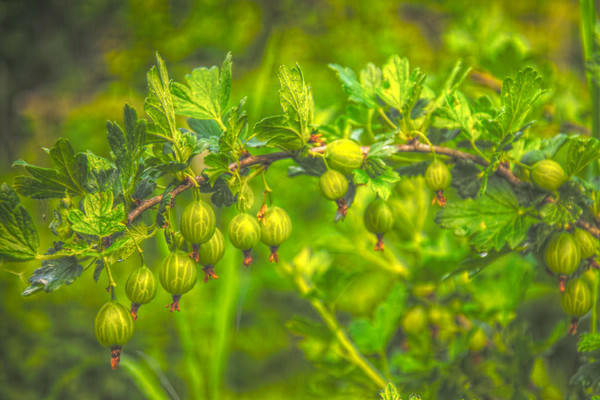 Finnish gooseberry variety description