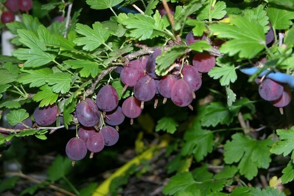 paglalarawan ng gooseberry pear