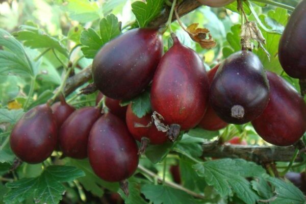 paglalarawan ng iba't ibang gooseberry grushenka