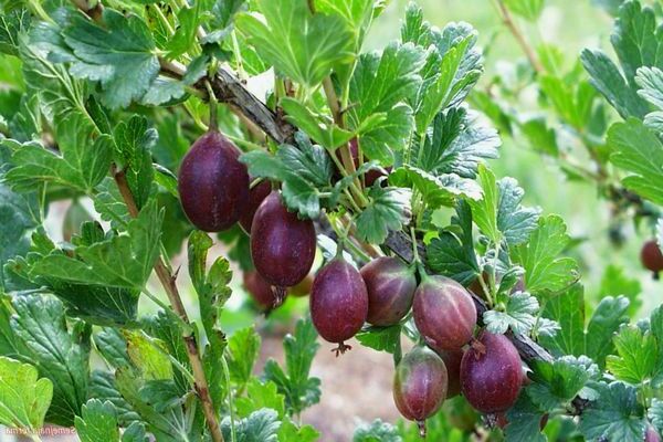 gooseberry grushenka photo