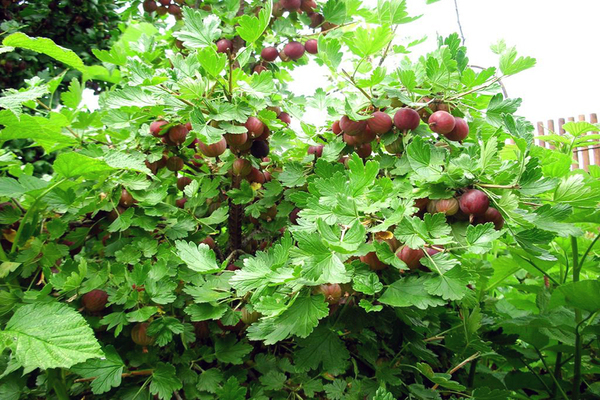 Gooseberry gingerbread na tao