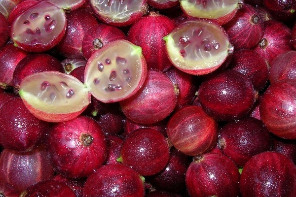 gooseberry candy variety description