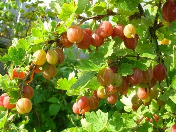 mga pagsusuri sa gooseberry candy