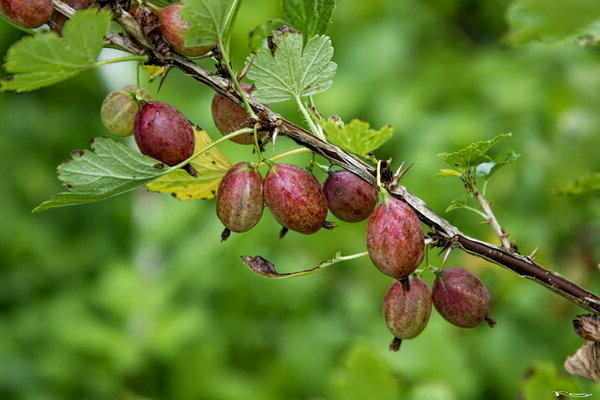 Gooseberry Xenia