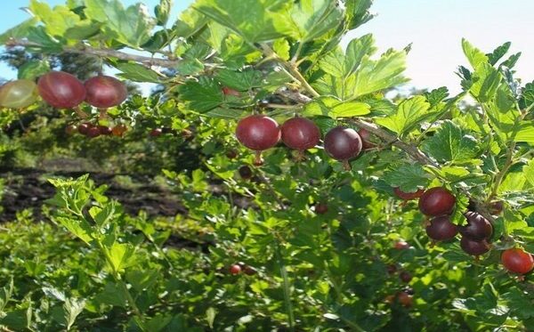 gooseberry variety Kuibyshevsky