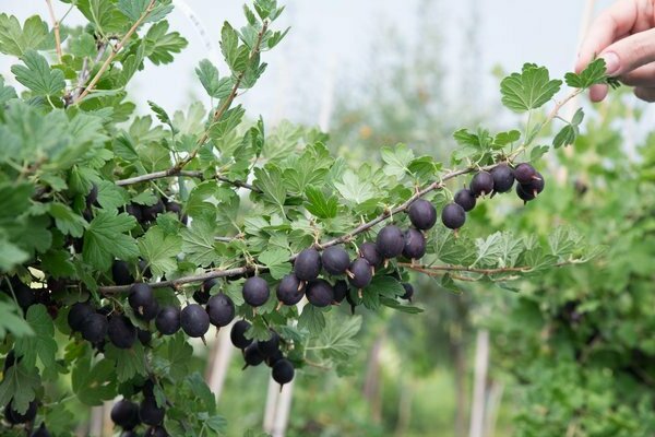 gooseberry Kuibyshev description