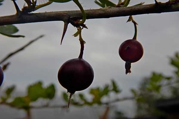 pagkakaiba-iba ng gooseberry na paglalarawan ng Kuibyshevsky