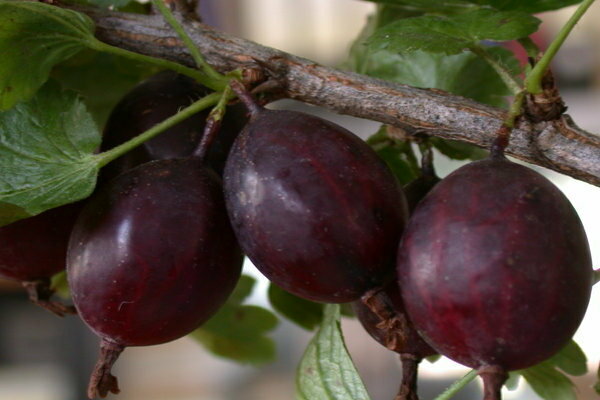 gooseberry kuibyshevsky photo