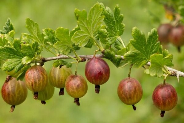 Gooseberry Mashenka