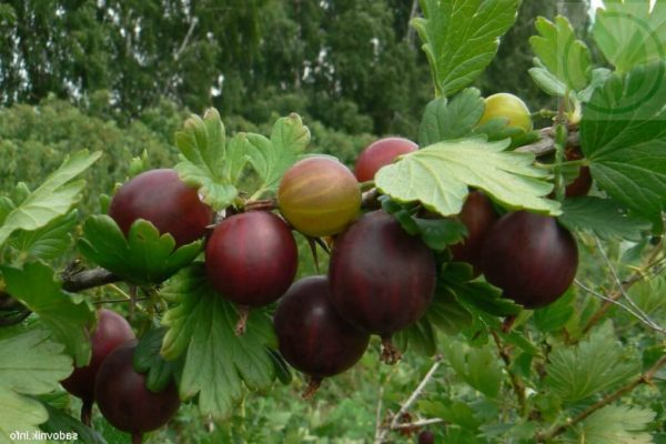 iba't ibang gooseberry neslukhovsky