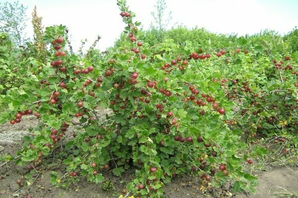 Stachelbeere: Pflanzenbeschreibung