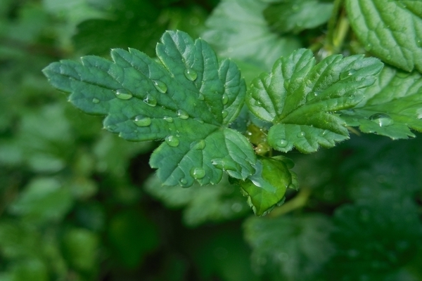 Gooseberry leaves