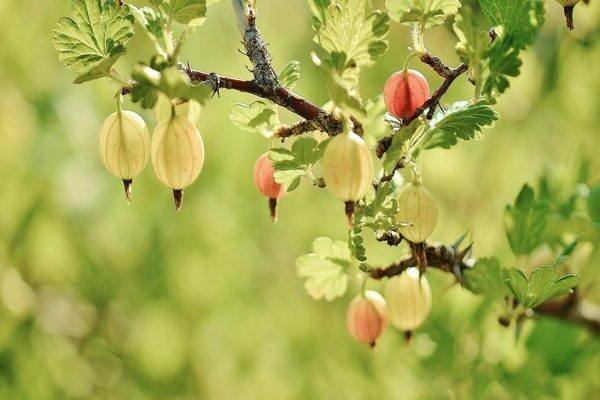 gooseberry pushkin variety description