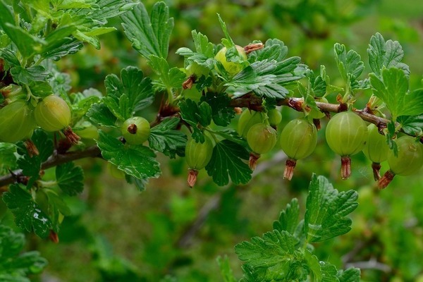 gooseberry pushkin variety description photo