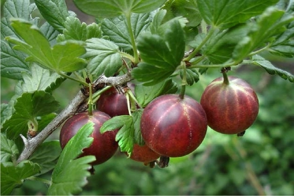 gooseberry spinefree description