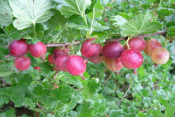 gulongfree gooseberry