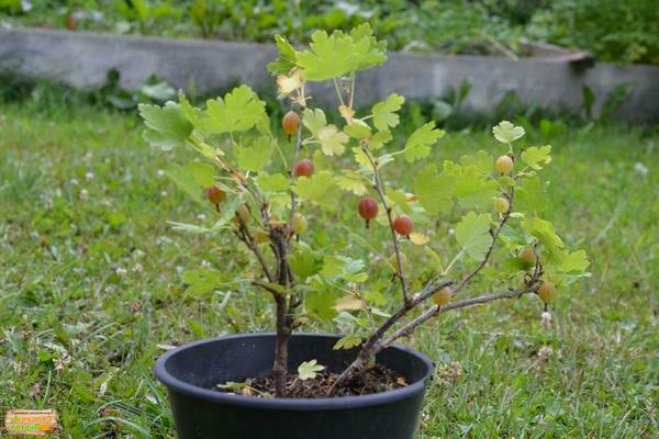 spinefree gooseberry photos