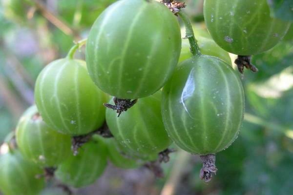 gooseberry Ural emerald description