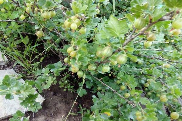 pagkakaiba-iba ng gooseberry Ural emerald