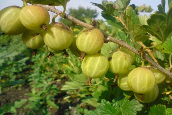 gooseberry Ural esmeralda iba't ibang paglalarawan