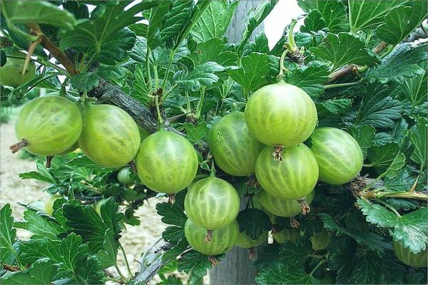 gooseberry ural emerald photo