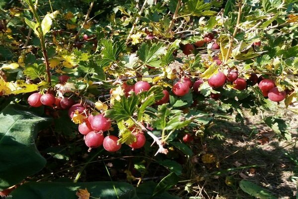 Ural rosa Stachelbeersorte