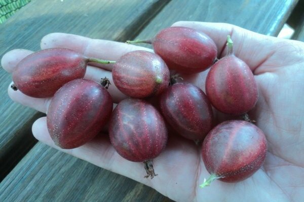 Ural pink gooseberry variety description photo reviews