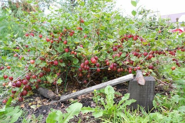 Paglalarawan ng iba't ibang uri ng ural pink gooseberry