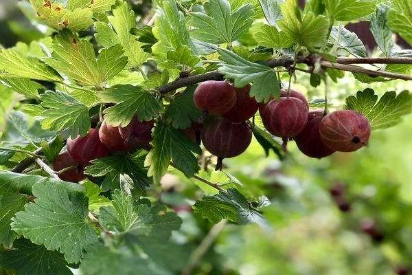 Ural rosa Stachelbeere Beschreibung