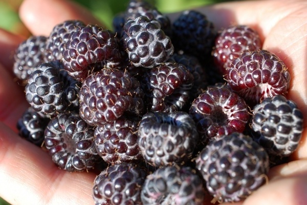 black raspberry