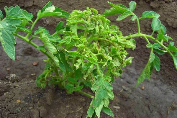 curly tomatoes