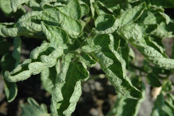 curly tomatoes