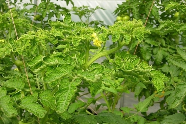 curly tomatoes