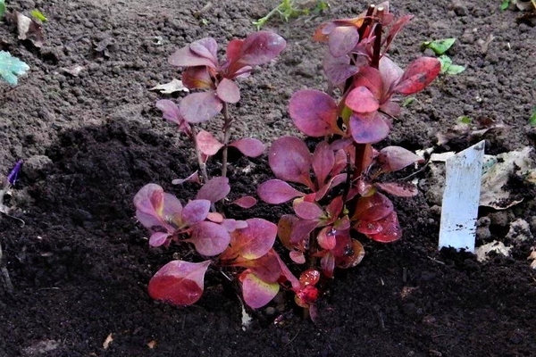 barberry photo