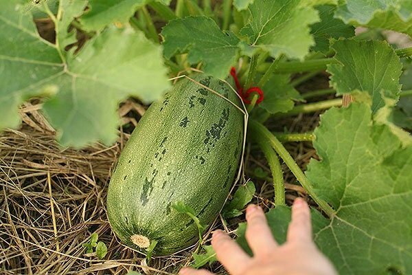 Growing pumpkin outdoors