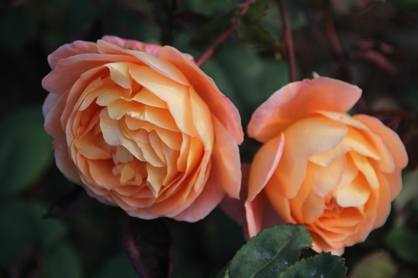 Orange roses